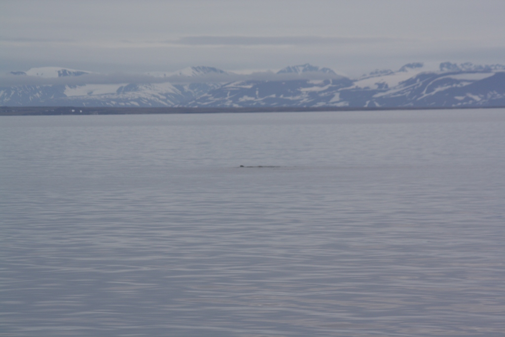 Searching in the Arctic Ocean