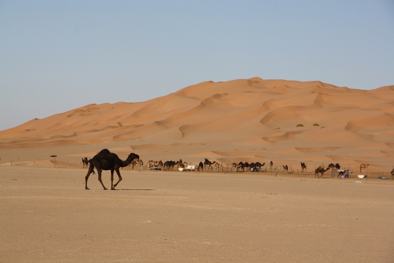 Al Hashman Camel Camp, Empty Quarter, Oman