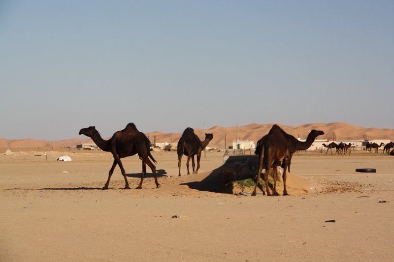 Al Hashman Camel Camp, Empty Quarter, Oman