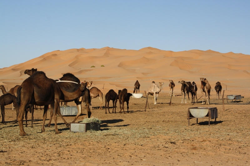 Al Hashman Camel Camp, Empty Quarter, Oman
