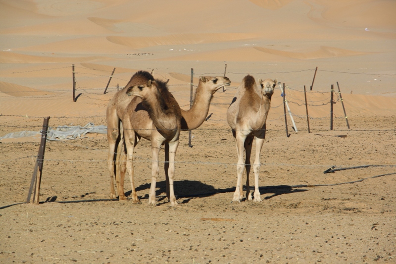 Al Hashman Camel Camp, Empty Quarter, Oman