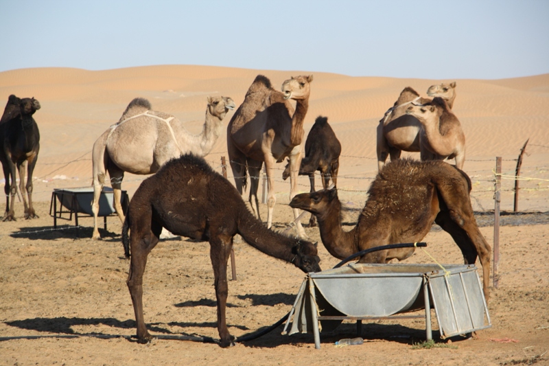 Al Hashman Camel Camp, Empty Quarter, Oman
