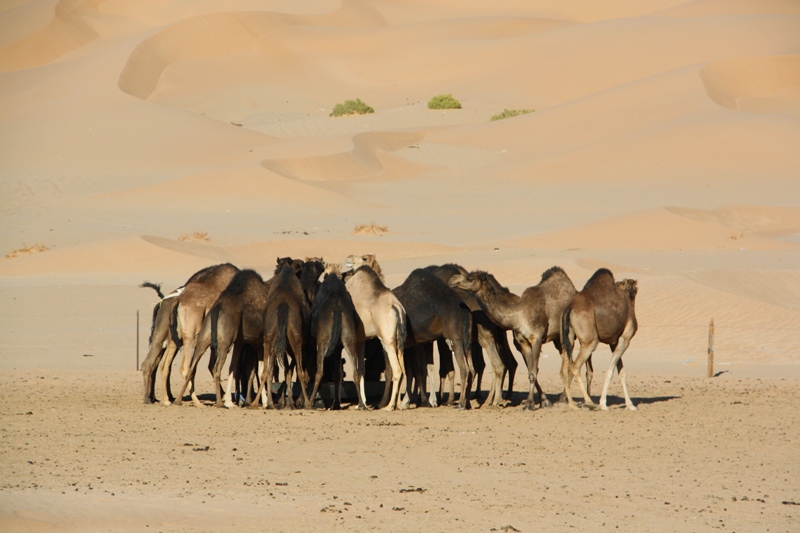 Al Hashman Camel Camp, Empty Quarter, Oman