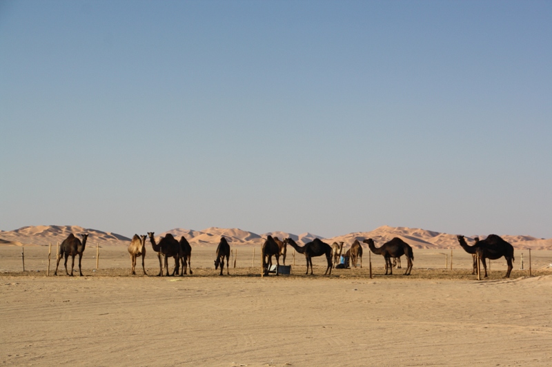 Al Hashman Camel Camp, Empty Quarter, Oman