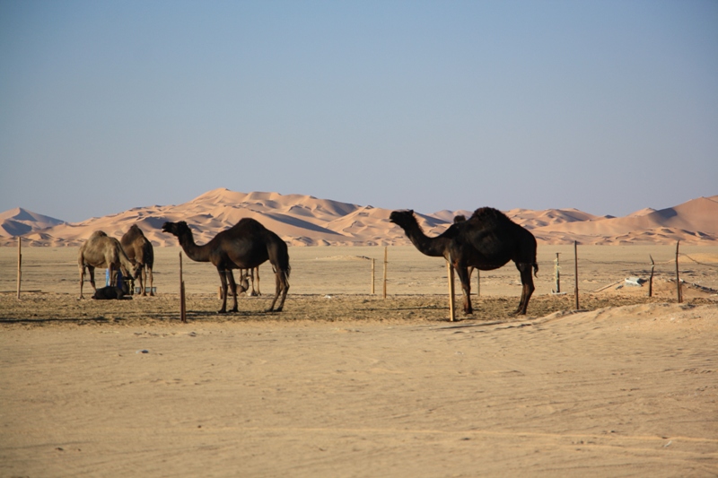 Al Hashman Camel Camp, Empty Quarter, Oman