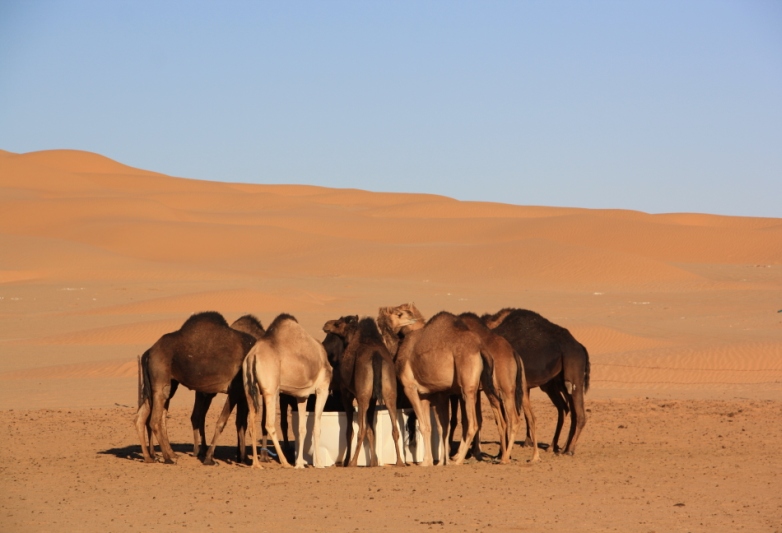 Al Hashman Camel Camp, Empty Quarter, Oman