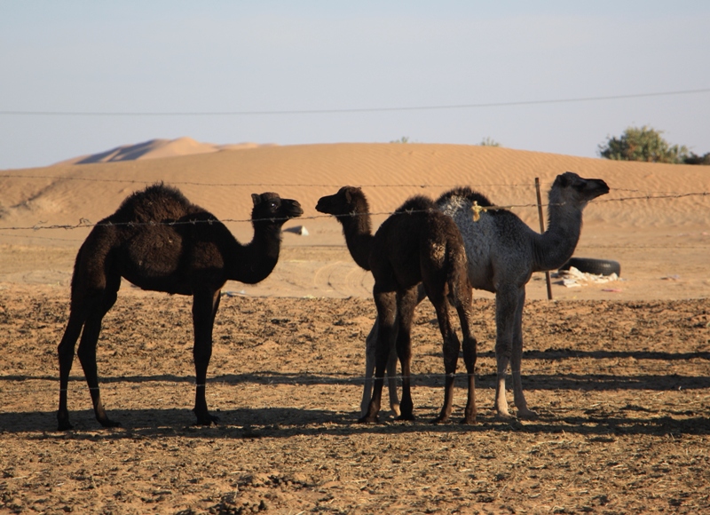 Camel Camp, Empty Quarter, Oman