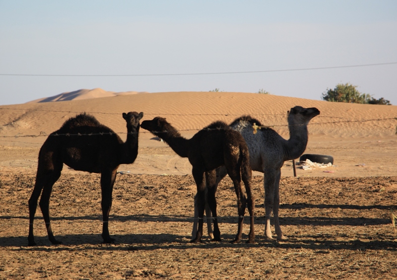 Camel Camp, Empty Quarter, Oman