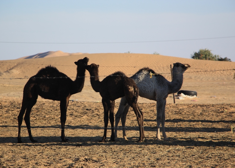 Camel Camp, Empty Quarter, Oman