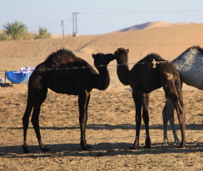 Camel Camp, Empty Quarter, Oman