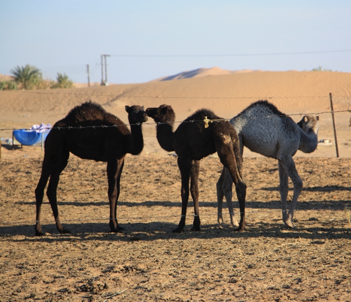 Camel Camp, Empty Quarter, Oman