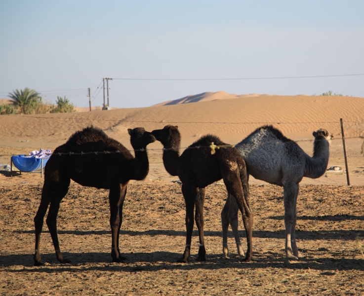 Camel Camp, Empty Quarter, Oman