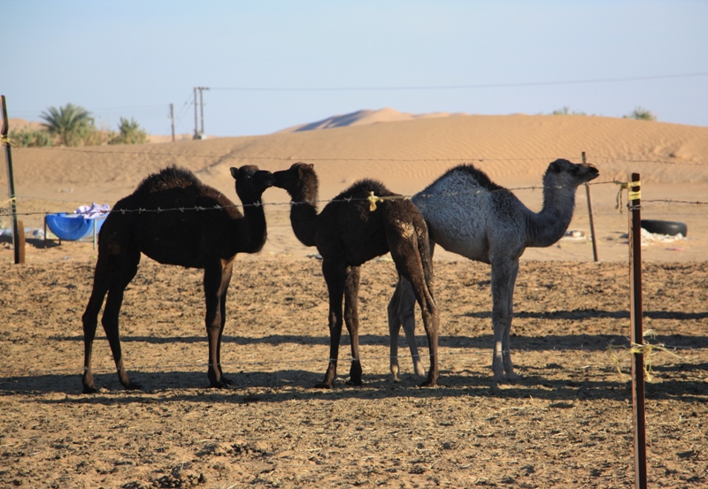 Camel Camp, Empty Quarter, Oman