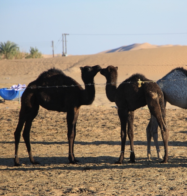 Camel Camp, Empty Quarter, Oman