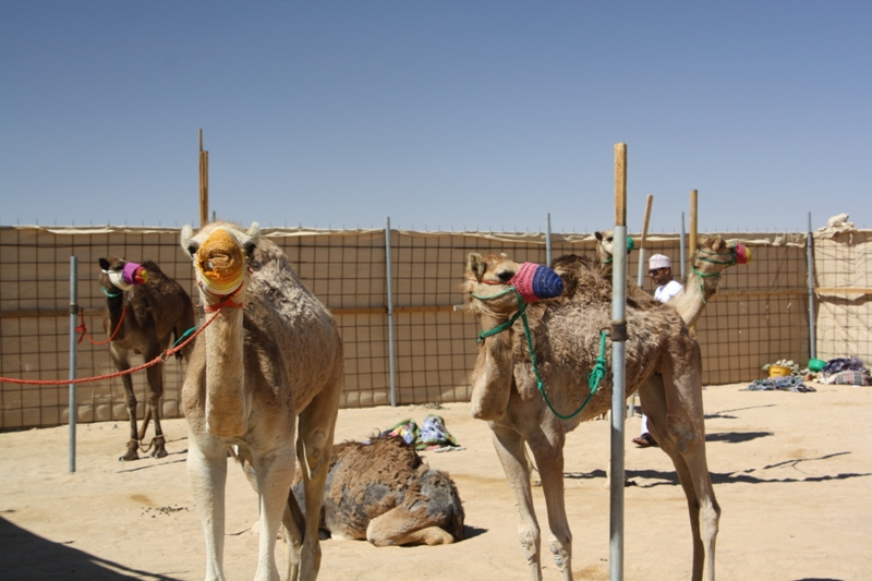 Camel Racetrack, Thumrait, Oman
