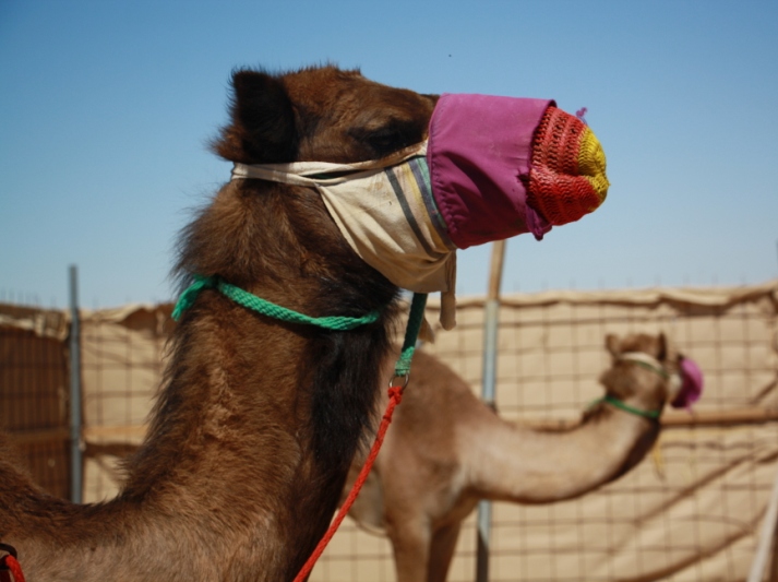 Camel Racetrack, Thumrait, Oman