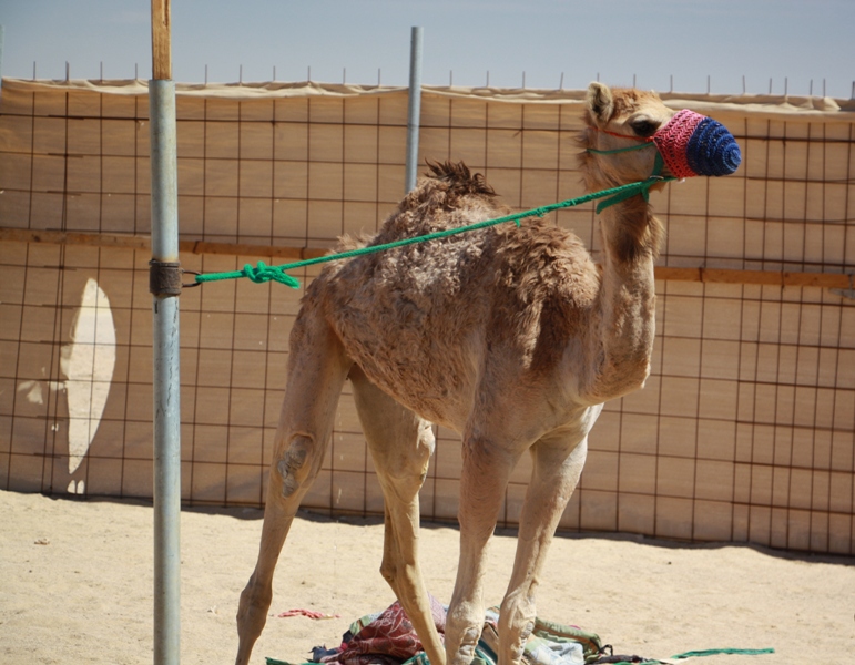 Camel Racetrack, Thumrait, Oman