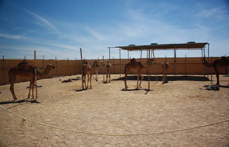  The Paddock, Camel Racetrack, Thumrait, Oman