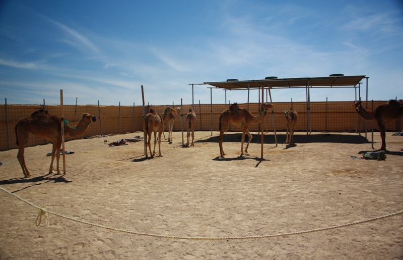  The Paddock, Camel Racetrack, Thumrait, Oman