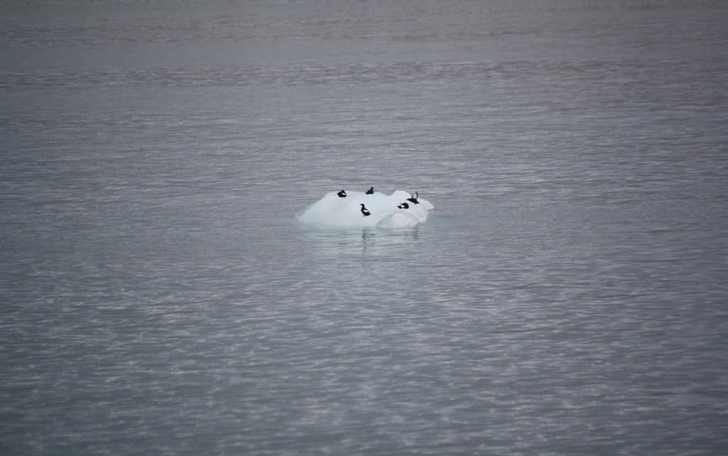 Svalbard, MS Nordstjernen, August, 2015