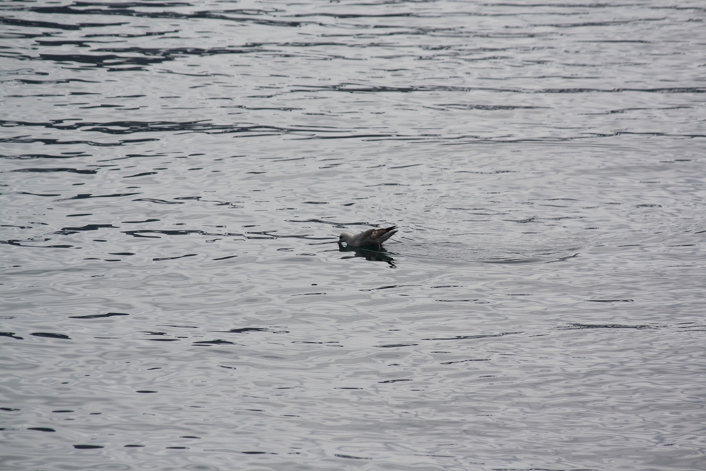 Svalbard, MS Nordstjernen, August, 2015