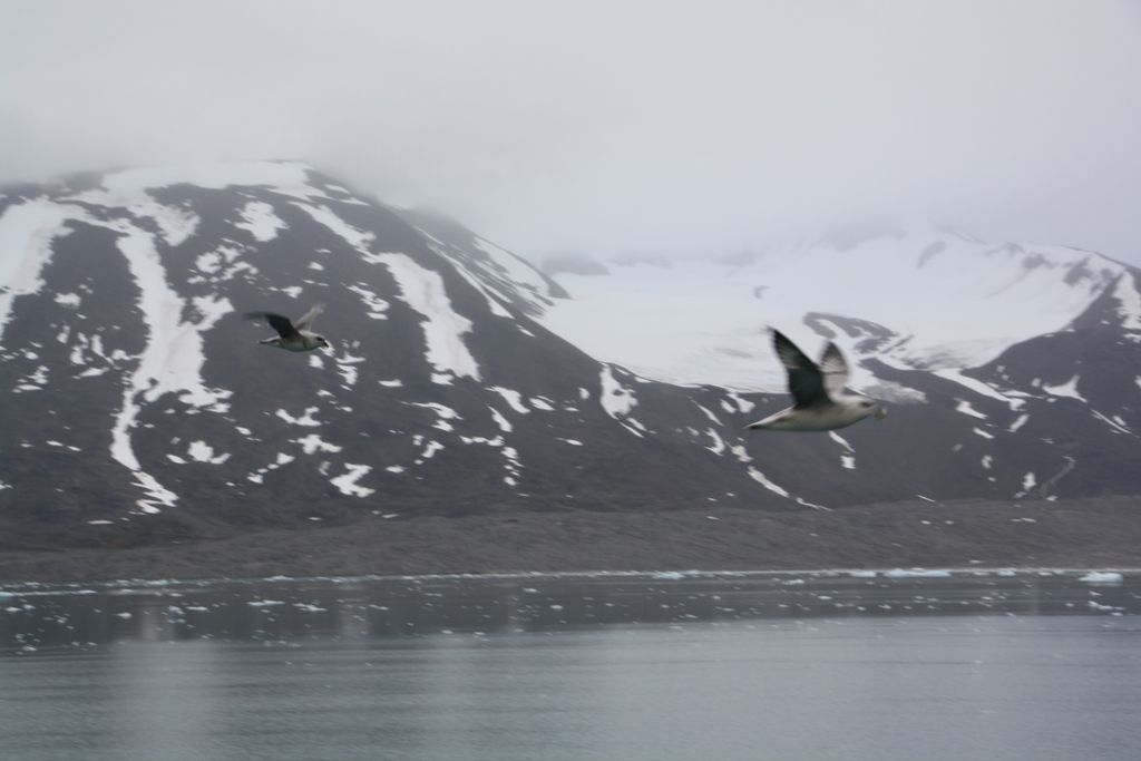 Svalbard, MS Nordstjernen, August, 2015