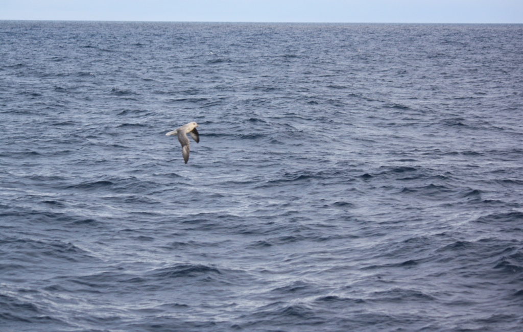 Svalbard, MS Nordstjernen, August, 2015