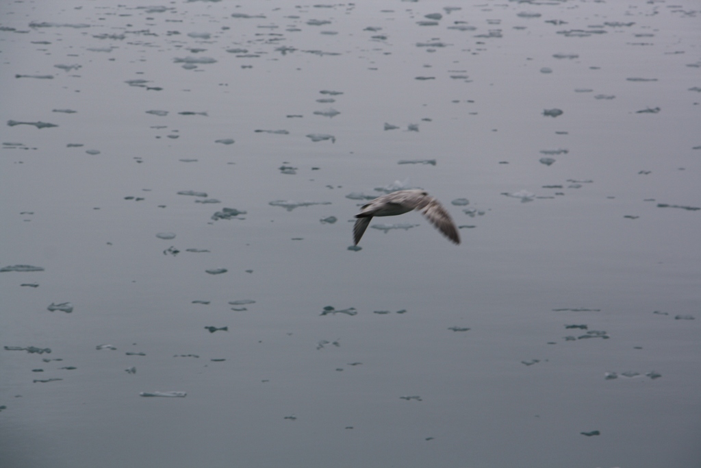 Svalbard, MS Nordstjernen, August, 2015