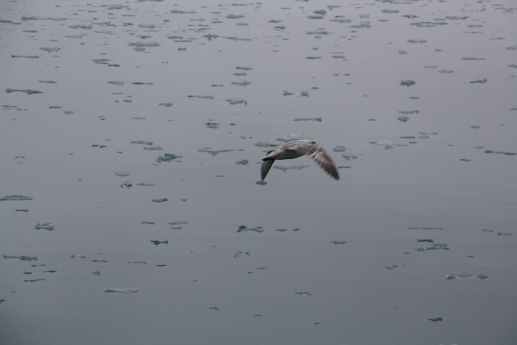 Svalbard, MS Nordstjernen, August, 2015