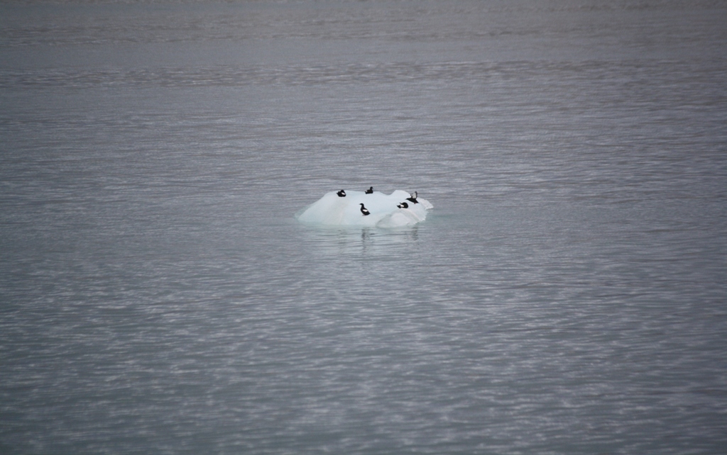 Svalbard, MS Nordstjernen, August, 2015