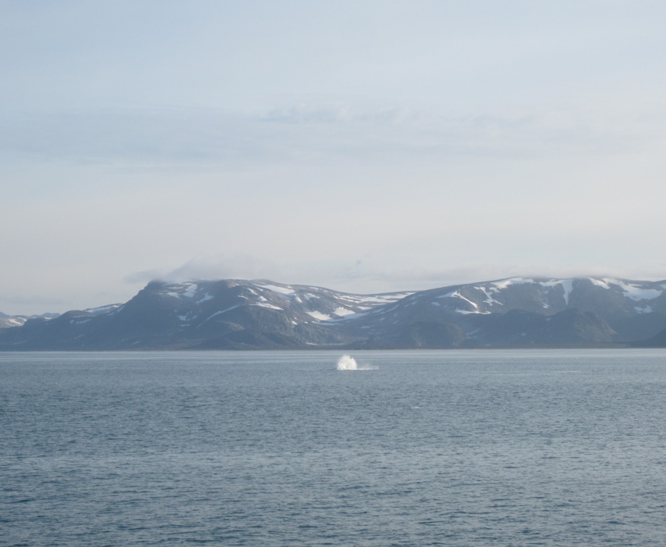 Svalbard, MS Nordstjernen, August, 2015
