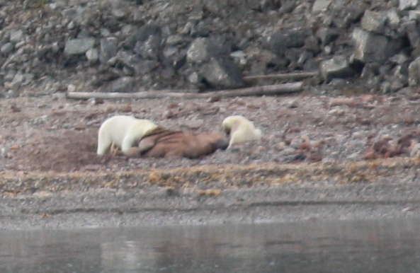 Searching in the Arctic Ocean