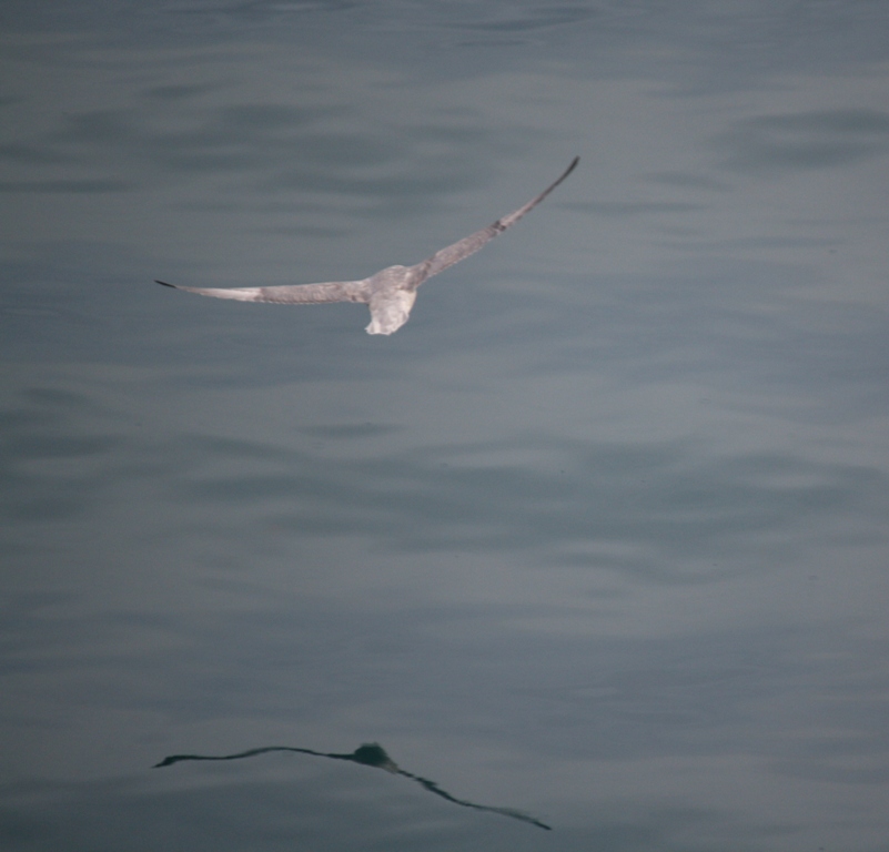 Svalbard, MS Nordstjernen, August, 2015