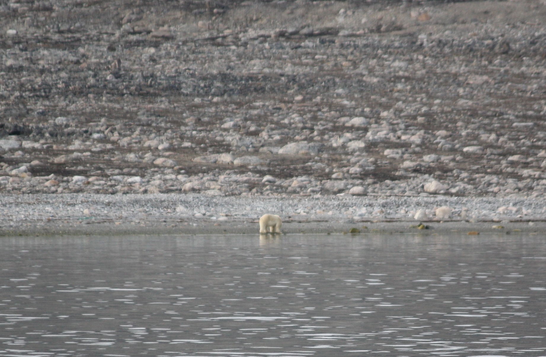 Svalbard, MS Nordstjernen, August, 2015