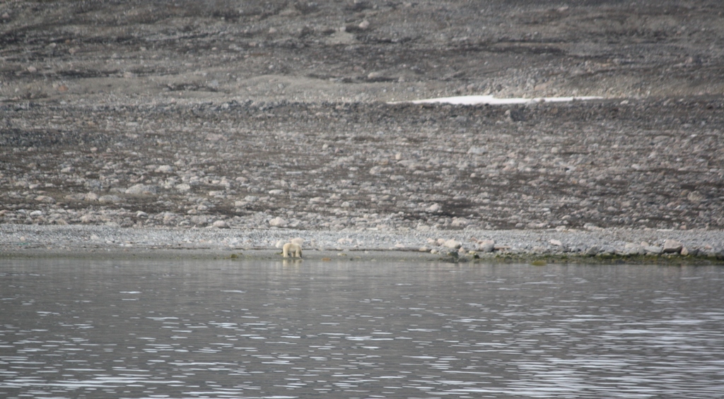 Svalbard, MS Nordstjernen, August, 2015