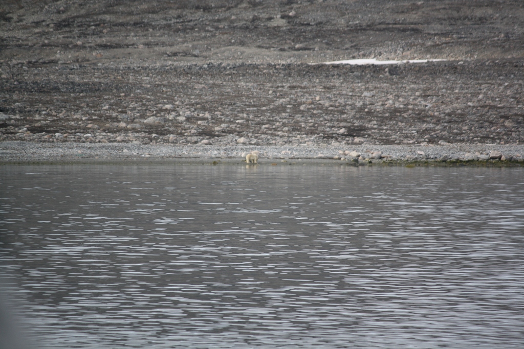 Svalbard, MS Nordstjernen, August, 2015