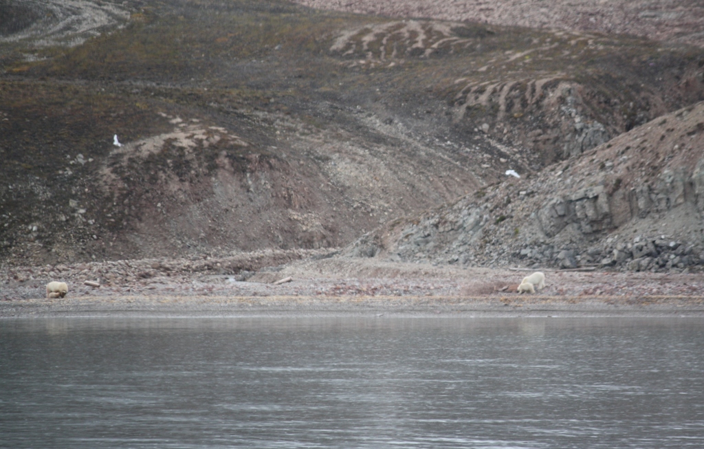 Svalbard, MS Nordstjernen, August, 2015