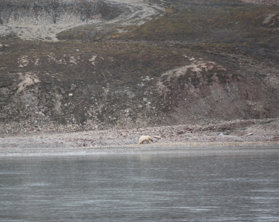 Svalbard, MS Nordstjernen, August, 2015