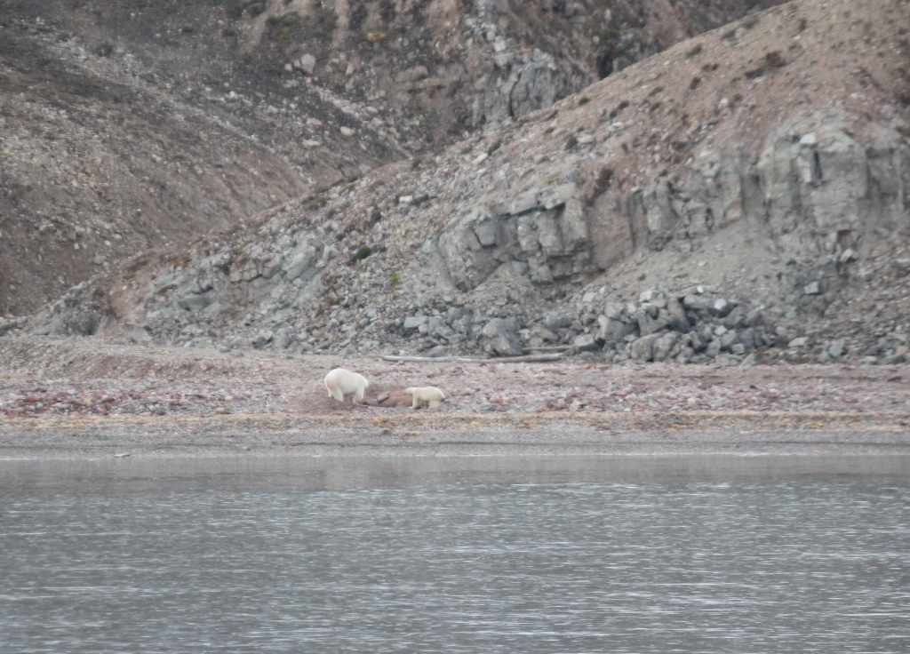 Svalbard, MS Nordstjernen, August, 2015