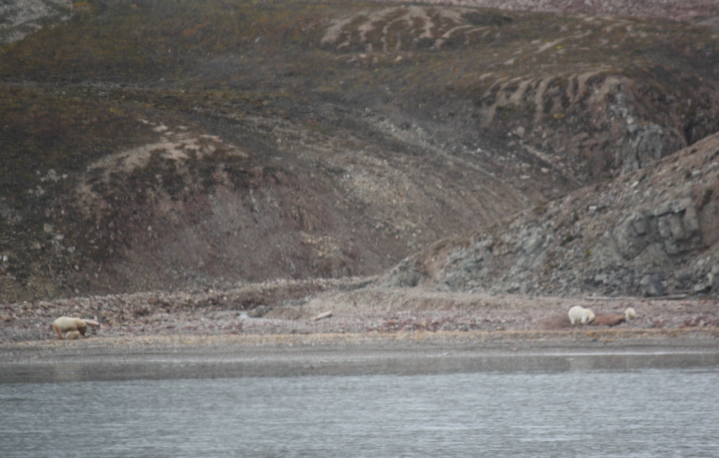 Svalbard, MS Nordstjernen, August, 2015