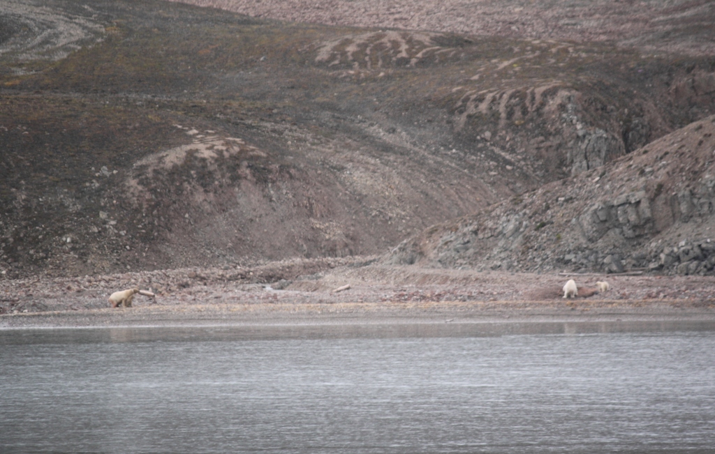 Svalbard, MS Nordstjernen, August, 2015