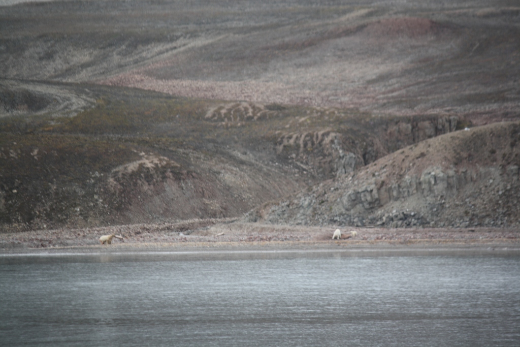 Svalbard, MS Nordstjernen, August, 2015