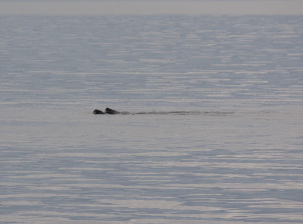 Svalbard, MS Nordstjernen, August, 2015